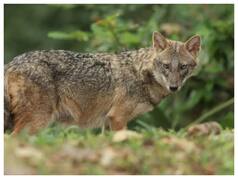 UP: After Wolf attacks in Bahraich, Three People Injured In Jackal Attack In Ambedkarnagar
