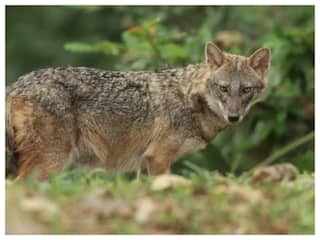 Bihar Jackal Terror: यूपी में भेड़ियों के बाद अब बिहार में सियार का आतंक, महिलाओं-बच्चों को बना रहे हैं निशाना