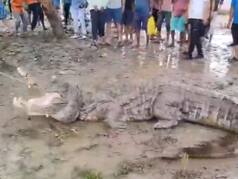 Magarmach Ka Video: भारी बारिश के बीच वडोदरा में बचाए गए 24 मगरमच्छ, एक की लंबाई ने चौंका ही दिया | देखें वीडियो
