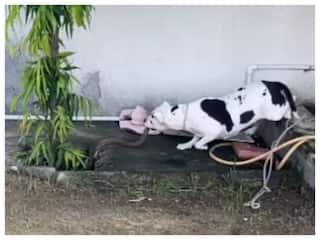 मालिक के बच्चों को बचाने के लिए कोबरा से लड़ गया पिटबुल डॉग | देखें VIDEO