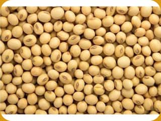 मध्य प्रदेश मंत्रिमंडल ने सोयाबीन का MSP बढ़ाने के प्रस्ताव को दी मंजूरी, केंद्र प्रस्ताव को अनुमति देने को तैयार