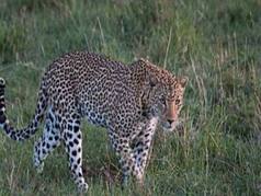 Wild Animal News: संदिग्ध जंगली जानवरों के पदचिन्ह मिलने से मची दहशत, ग्रामीणों में डर का माहौल