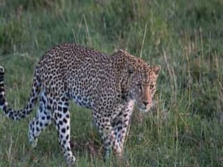 Wild Animal News: संदिग्ध जंगली जानवरों के पदचिन्ह मिलने से मची दहशत, ग्रामीणों में डर का माहौल