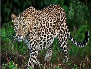 Wild Animal Attack: लकड़ियां इकट्ठा करने गईं महिलाओं पर तेंदुए ने किया हमला, एक को मार दिया