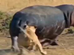 Wild Animal Video: हिप्पो का शिकार करने की गलती कर गया चीता, इतनी मार पड़ी हिल गया बेचारा | देखें वीडियो