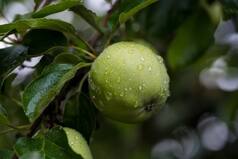 Why Green Apples Are Your Secret Weapon For Weight Loss And Immunity Boost
