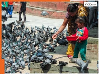 शांति के दूत कबूतरों से क्यों परेशान हुआ ये राज्य? दाना डालने पर प्रतिबंध लगाने की योजना बना रहा नगर निगम