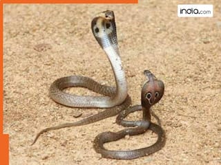 नागिन ने एक घंटे के भीतर ही लिया नाग की मौत का बदला, अस्पताल भी नहीं पहुंच सका युवक; रास्ते में हो गई मौत