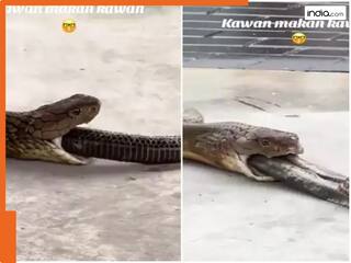 Sanp Ka Video: 'पहलवान' बन किंग कोबरा ने 3 सांपों को बनाया निवाला, लेकिन फिर हुआ कुछ ऐसा हलक में अटक गई जान