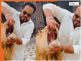 Sher Ka Video: पाकिस्तान के इस शख्स ने दिखाई गजब की बहादुरी, शेर के मुंह में ही डाल दिया हाथ