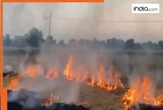 SC pulls up Punjab, Haryana govts for lack of action against stubble burning, summons top officers