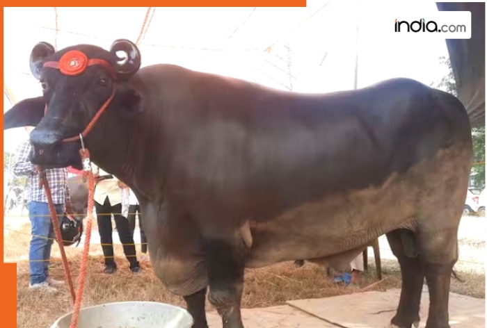 India's costliest buffalo, it's price is more than 2 Rolls-Royce, 10 Mercedes, its worth Rs