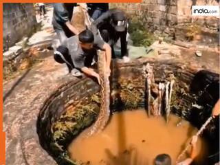 Azgar Ka Video: अचानक कुएं में दिखे दो विशालकाय अजगर, निकालने के लिए कूद पड़ा लड़का | देखें वीडियो
