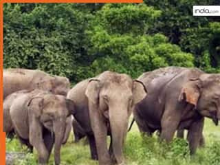 Wild Animal News: जंगल में अचानक करंट की चपेट में आ गए हाथी, शावक समेत तीन की मौत