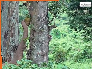 Hathi Ka Video: कटहल को देखते ही ललचा गया हाथी, पेड़ के पास जाकर जो किया धमाल लगेगा | देखें वीडियो