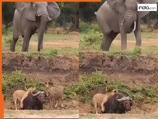 Sher Ka Video: भैंसे को घेरकर मारने लगा शेरों का झुंड, तभी आया हाथी और पलट दिया खेल | देखें वीडियो