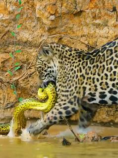 नदी से अजगर दबोच लाया जगुआर, हिला देगा शिकार करने का तरीका