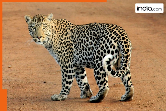 Eight-year-old girl killed in leopard attack in UP's Bijnor