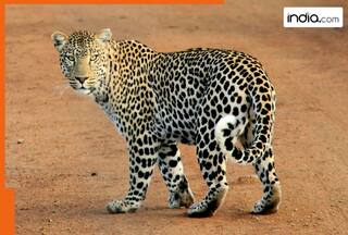 Eight-year-old girl killed in leopard attack in UP's Bijnor