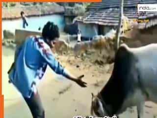 Wild Animal Video: नशे में बैल को छेड़ने की गलती कर गया शख्स, जानवर ने जो किया जिंदगी भर याद रखेगा | देखें वीडियो