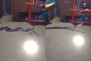 Viral video: Two venomous snakes found doing 'duel' under bed, netizens asks 'mating or fighting'?