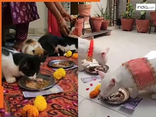 VIDEO: कंजक पूजन में बिल्लियों को लगाया भोग, 100-100 रु भी दिए, देखें ये दिल छू लेने वाला वीडियो