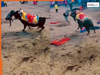 Wild Animal Video: सांड से पंगा लेकर बुरा फंसा शख्स, ऐसा हाल किया दिन में ही तारे नजर आ गए | देखें वीडियो