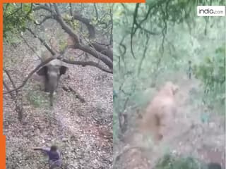 Hathi Ka Video: अचानक हाथी के रडार पर आ गया शख्स, फिर जंगल में जो हुआ हिल ना जाओ तो कहना | देखें वीडियो