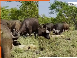 Sher Ka Video: भैंसों को देखकर बेहोशी का नाटक करने लगा शेर, हुई ऐसी पिटाई फिर उठा ही नहीं | देखें वीडियो