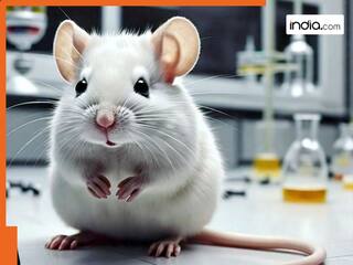 वैज्ञानिकों ने लैब में बनाया गया 'अरब वर्ष पुराना' चूहा, जानें कैसे सफल हुआ यह महाप्रयोग
