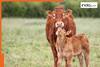 Protecting lives, inspiring humanity: PrashantAdvait Foundation's holistic approach to animal welfare