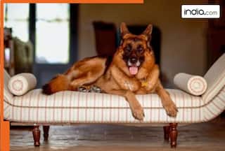 Meet world's richest dog, Gunther VI, he owns a private jet, a yacht, chauffeur-driven convertible BMW and other expensive things, his net worth is...