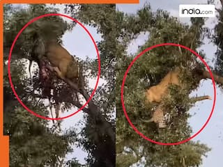 Video : पेड़ पर शेरनी और तेंदुए में हुई WWF वाली भयंकर लड़ाई, फिर जो हुआ उस पर यकीन करना मुश्किल