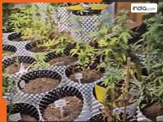 NOIDA के इस शख्स ने घर में ही कर डाली गांजे की खेती, फिल्म से लिया आइडिया; पुलिस को लगी भनक और फिर... | VIDEO