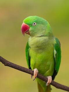 7 most expensive animals in the world