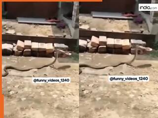 Sanp Ka Video: महिला का चप्पल उठाकर भागने लगा सांप, आगे जो हुआ देखते रह जाएंगे | देखें वीडियो