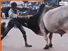 Viral Video: नशा चढ़ते ही पहलवान बन गया बंदा, सांड को उठाकर पटक डाला | देखें वीडियो