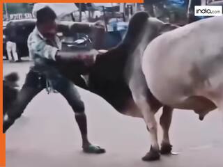Viral Video: नशा चढ़ा तो सांड से लड़ने पहुंच गया बंदा, फिर उठाकर पटक भी दिया | देखें वीडियो