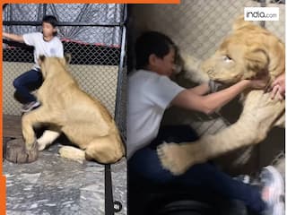 Sher Ka Video: शेर के पिंजरे में था लड़का, फिर जो हुआ सोच भी नहीं सकते, वीडियो देख फटी रह जाएंगी आंखें