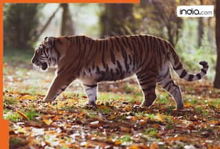 Rajasthan launches investigation after 25 tigers go missing in Ranthambore Reserve