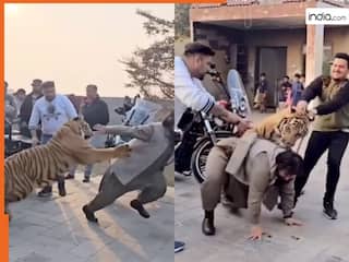 Bagh Ka Video: पालतू समझकर बाघ को पुचकारने गया शख्स, मगर जो हुआ लगा बिलबिलाने | देखें वीडियो