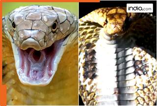 King Cobra vs Indian Cobra: Which is more dangerous? Know all differences between them