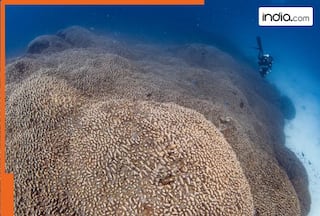 World   s largest coral found in..., it is longer than a blue whale and can be seen from...