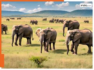 बांधवगढ़ टाइगर रिजर्व में 9 हाथियों की मौत के बाद सदमे में साथी, CM मोहन यादव ने बुलाई बैठक