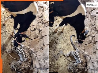 Wild Animal Video: जंगल से भागकर गाय के तबेले में घुस गया खूंखार तेंदुआ, फिर जो हुआ यकीन नहीं होगा | देखें वीडियो