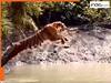 Tiger Video: टाइगर की दमदार छंलाग का वीडियो वायरल, एक ही बार में पार कर गया नदी- देखकर हो जाएंगे हैरान