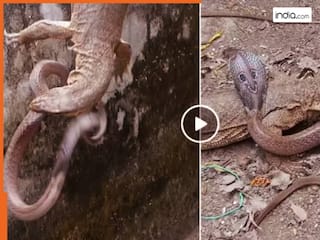 Sanp Ka Video: छिपकली ने सांप को दबोच कर दिखाई दबंगई, फिर हुआ कुछ ऐसा कि जान बचाना हुआ मुश्किल | देखें वीडियो