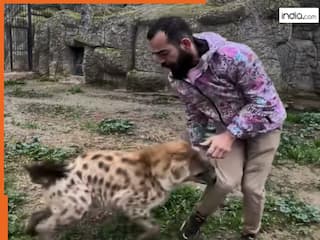 Wild Animal Video: लकड़बग्घे की रडार पर आ गया शख्स, ऐसा हाल किया सोच भी नहीं सकते | देखें वीडियो