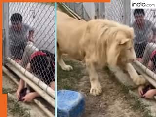 Viral Video: शेर के पिंजड़े के अंदर हाथ डाल कर वीडियो बना रहा था युवक, फिर जो हुआ देखकर यकीन नहीं होगा