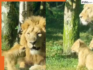 Viral Video: जंगल के राजा शेर को भी लगता है डर, किसको देखते ही सरपट भागे? वायर हो रहा है वीडियो, देखिए